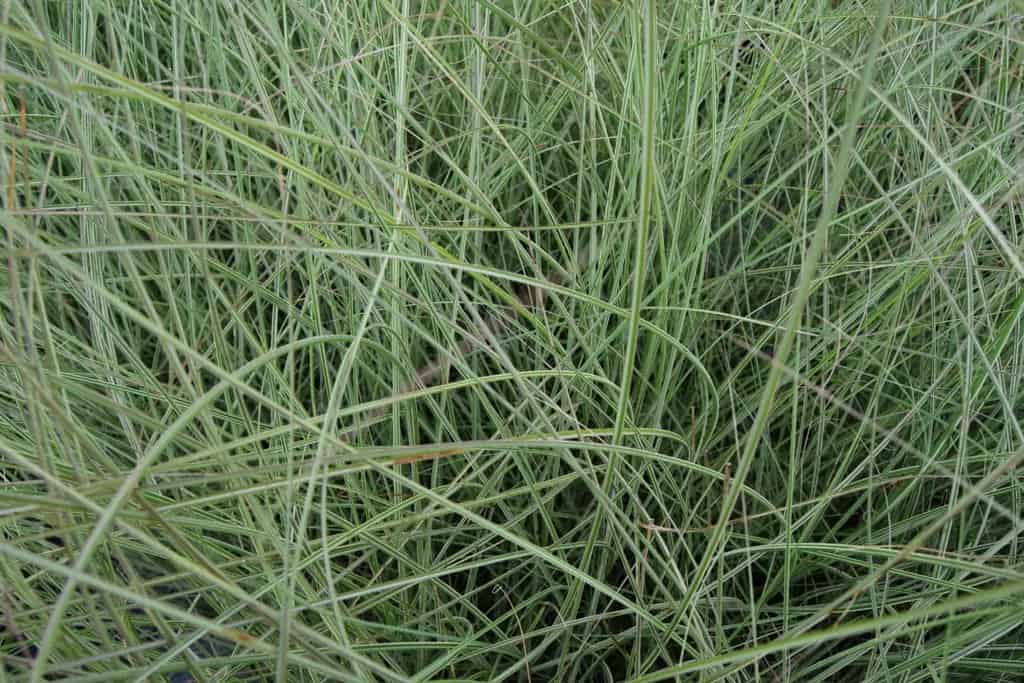 Miscanthus sinensis 'Morning Light' ---